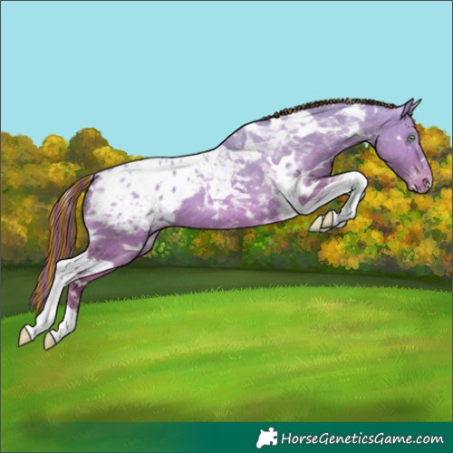 Horse Color:Painted White Spotted Amber Champagne Dun Tobiano Blanket 