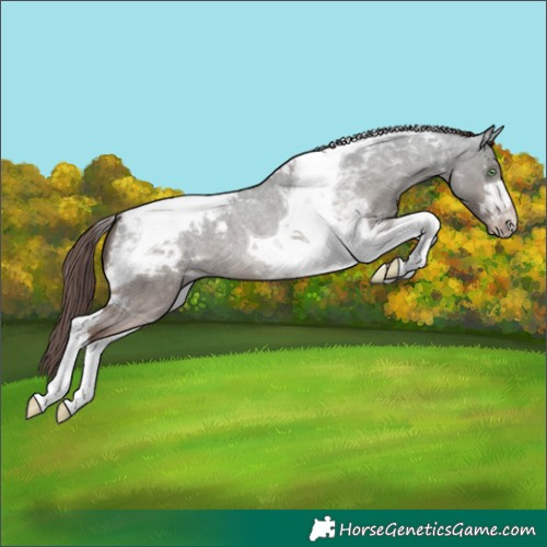 Horse Color:Amber Champagne Roan Dun Tobiano Blanket