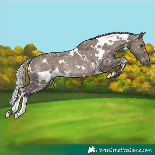 Horse Color:White Spotted Silver Grullo Appaloosa Rabicano 