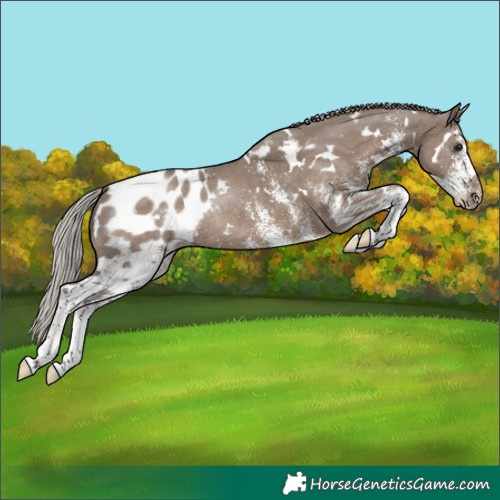 Horse Color:White Spotted Silver Grullo Appaloosa Rabicano