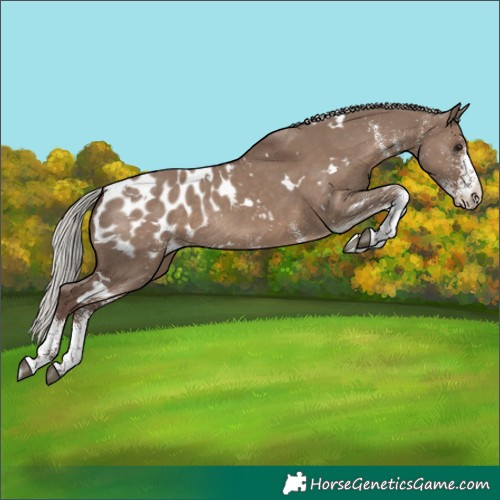 Horse Color:White Spotted Silver Grullo Appaloosa Rabicano 