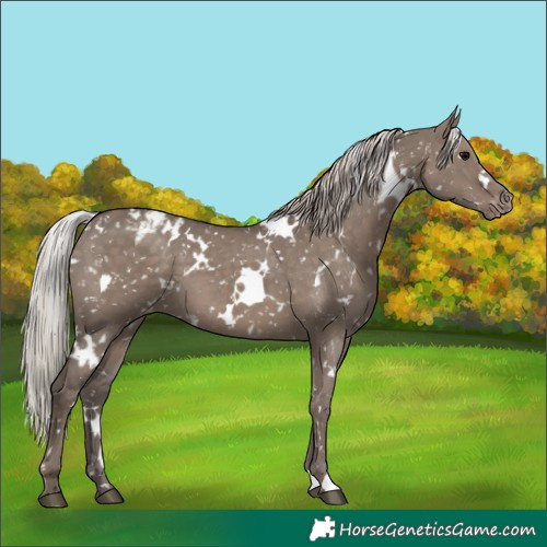 Horse Color:White Spotted Silver Grullo Appaloosa