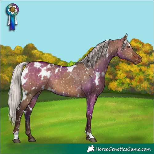 Horse Color:White Spotted Silver Brown Dun Appaloosa Brindle