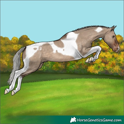 Horse Color:Silver Brown Dun Tobiano Varnish