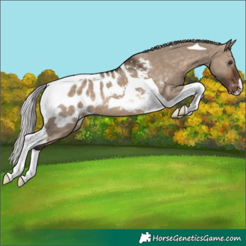 Horse Color:Silver Brown Dun Tobiano Appaloosa 