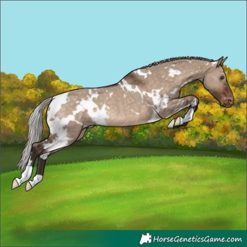 Horse Color:White Spotted Silver Brown Dun Varnish Rabicano