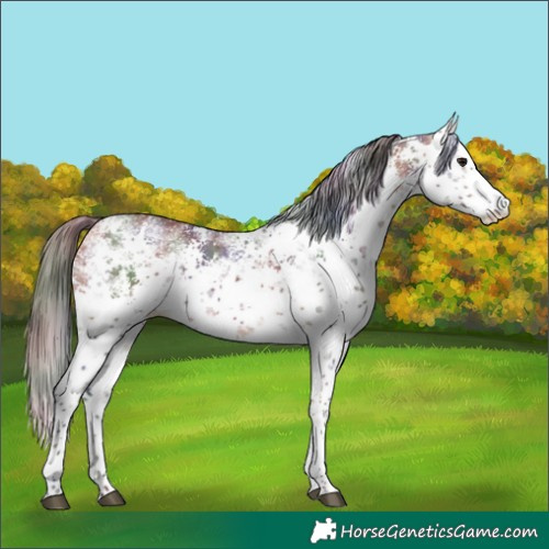 Horse Color:Nacre White Spotted Buckskin Sabino Appaloosa Rabicano 