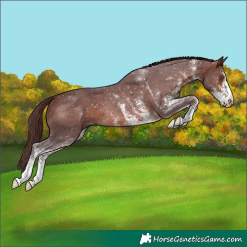 Horse Color:White Spotted Chocolate Brown Rabicano 