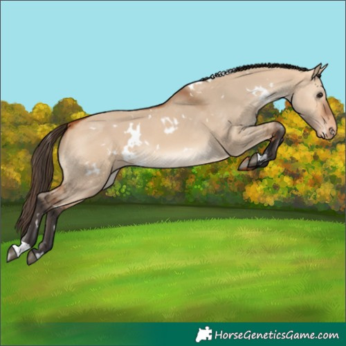 Horse Color:White Spotted Bay Dun Skewed Appaloosa 