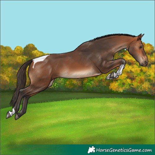 Horse Color:Bay Tobiano 