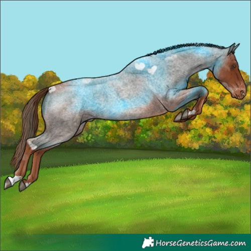 Horse Color:Red Roan Skewed Appaloosa 