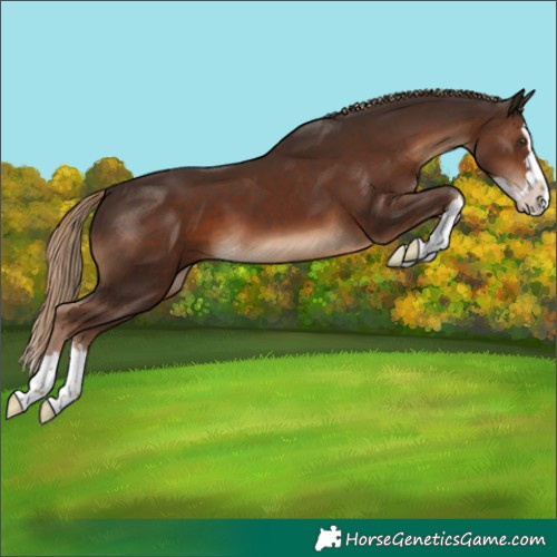 Horse Color:Liver Chestnut Splash