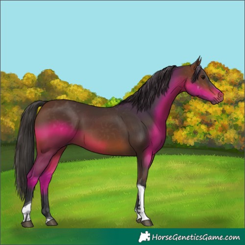 Horse Color:Brown Tobiano 