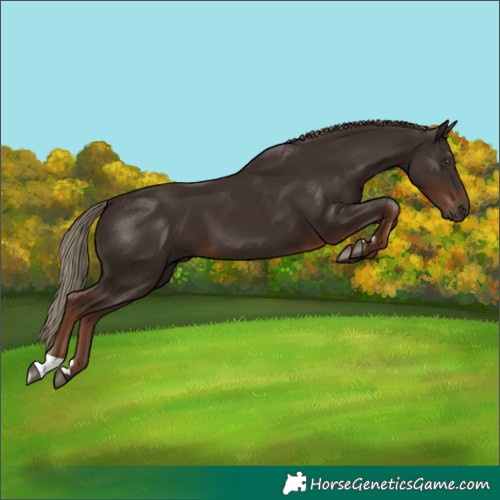 Horse Color:Liver Chestnut