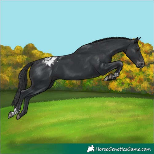 Horse Color:Black Appaloosa