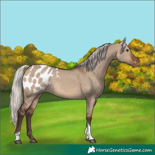 Horse Color:Silver Brown Dun Tobiano Blanket Rabicano