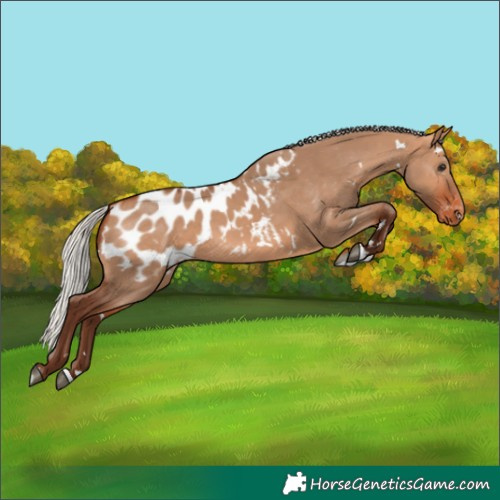 Horse Color:White Spotted Silver Bay Dun Blanket Rabicano 