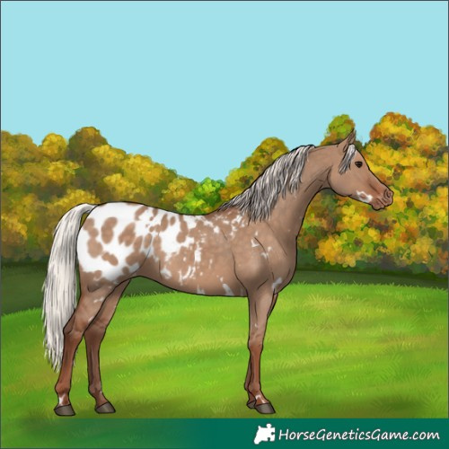 Horse Color:White Spotted Silver Grullo Blanket Rabicano