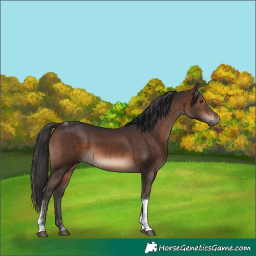 Horse Color:Brown Tobiano 