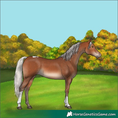 Horse Color:Silver Brown Tobiano