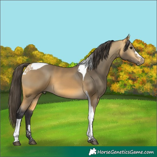 Horse Color:Buckskin Tobiano