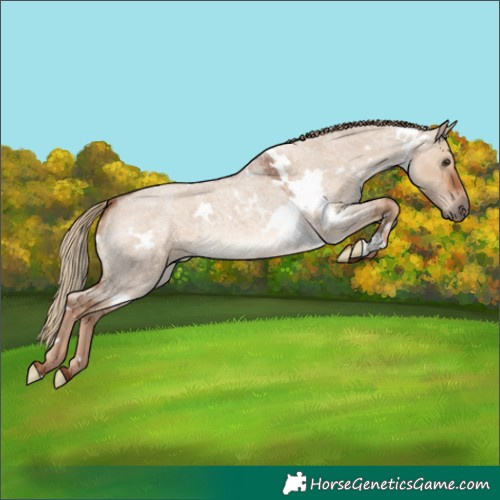 Horse Color:White Spotted Red Dun Roan 