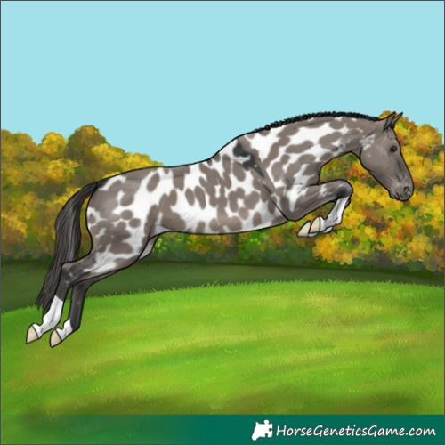 Horse Color:Grullo Appaloosa