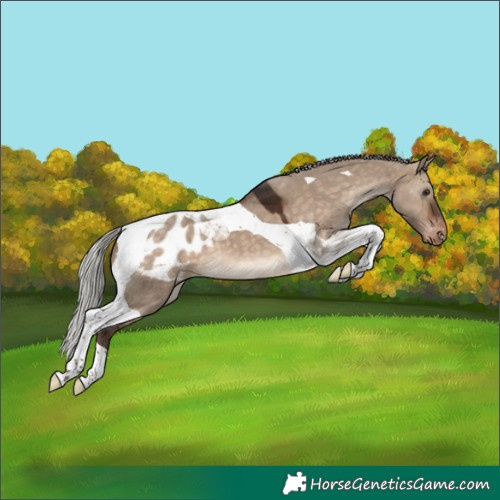 Horse Color:Silver Brown Dun Tobiano Appaloosa