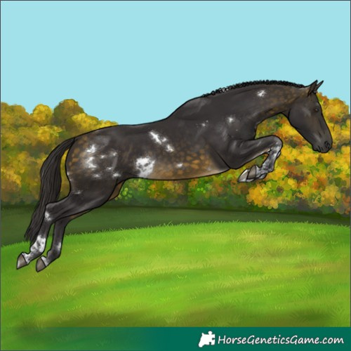 Horse Color:White Spotted Buckskin Tobiano Rabicano
