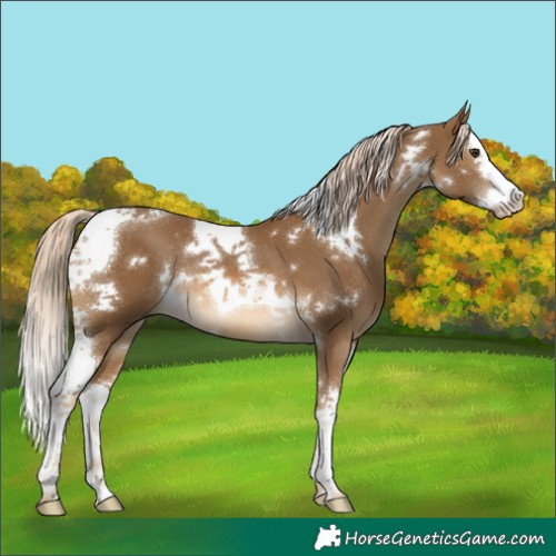 Horse Color:White Spotted Chocolate Palomino Splash Tobiano Rabicano