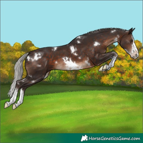 Horse Color:White Spotted Silver Brown Splash