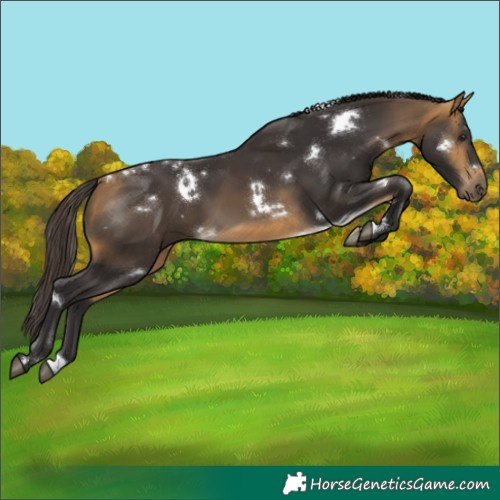Horse Color:White Spotted Buckskin