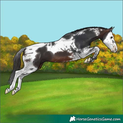 Horse Color:Brown Splash Tobiano 