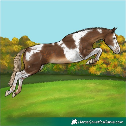 Horse Color:Chocolate Palomino Splash Tobiano