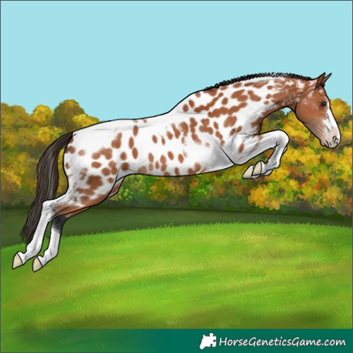 Horse Color:Bay Tobiano Appaloosa