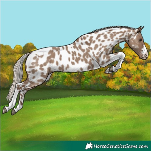 Horse Color:Silver Grullo Tobiano Appaloosa
