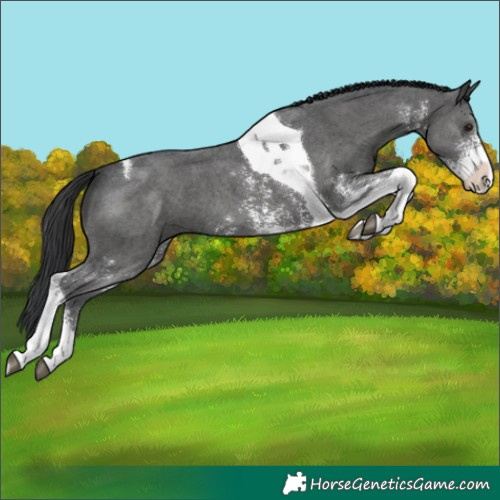 Horse Color:Black Sabino Tobiano