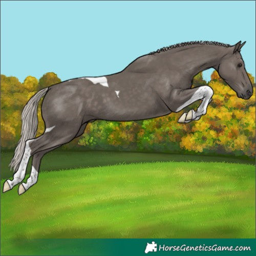 Horse Color:Silver Black Tobiano 