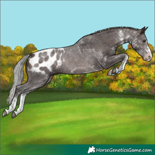 Horse Color:Silver Brown Sabino Blanket Rabicano