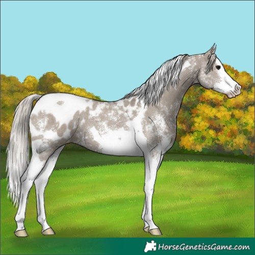 Horse Color:Silver Grullo Sabino Splash Tobiano Appaloosa 