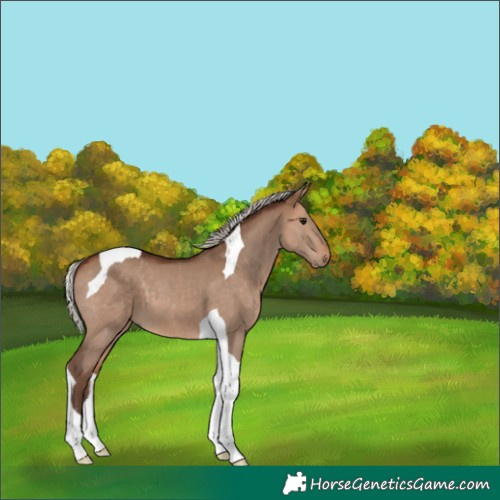 Horse Color:Silver Bay Dun Tobiano