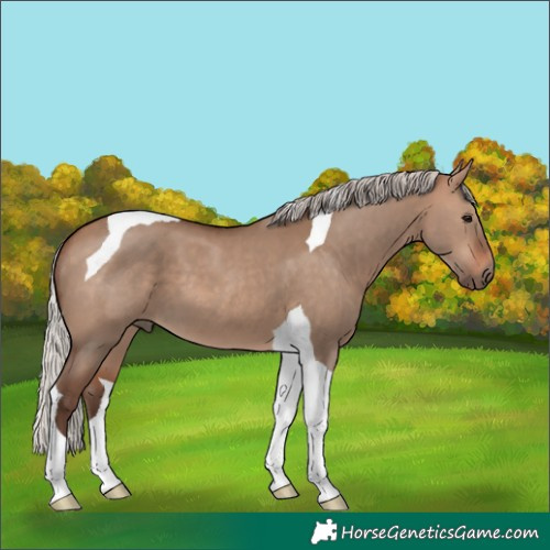 Horse Color:Silver Bay Dun Tobiano 