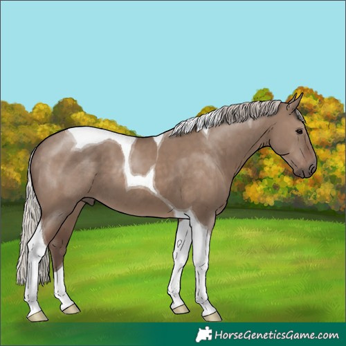 Horse Color:Silver Grullo Tobiano
