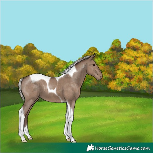 Horse Color:Silver Grullo Tobiano