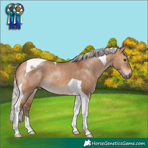 Horse Color:Silver Bay Dun Tobiano