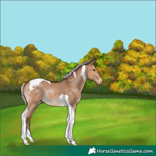Horse Color:Silver Bay Dun Tobiano 