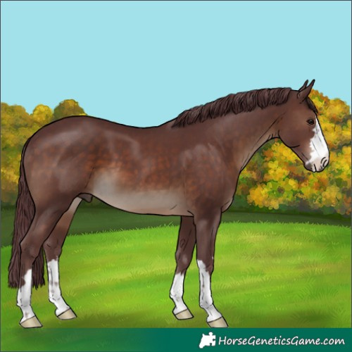 Horse Color:Chocolate Brown