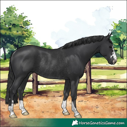 Horse Color:Black Rabicano