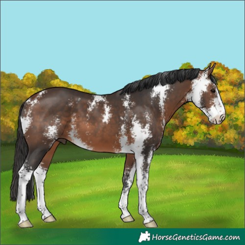 Horse Color:Brown Sabino