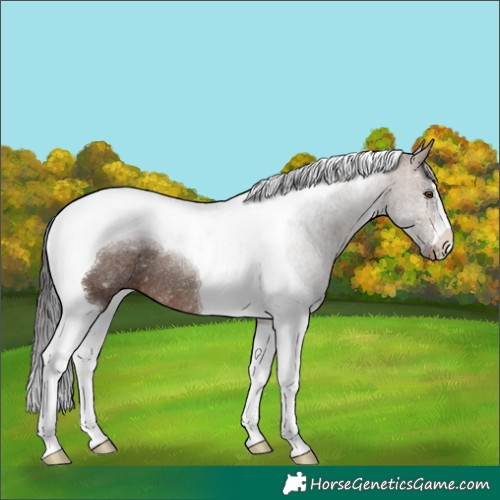 Horse Color:Brown Tobiano Rabicano 